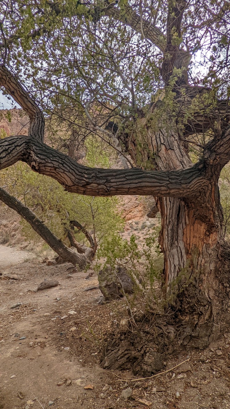 Populus macrocarpa photo 3