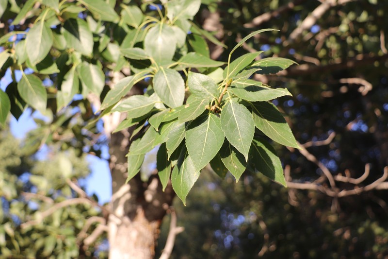 Populus macrocarpa photo 4