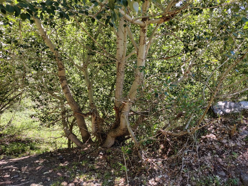 Populus macrocarpa photo 6