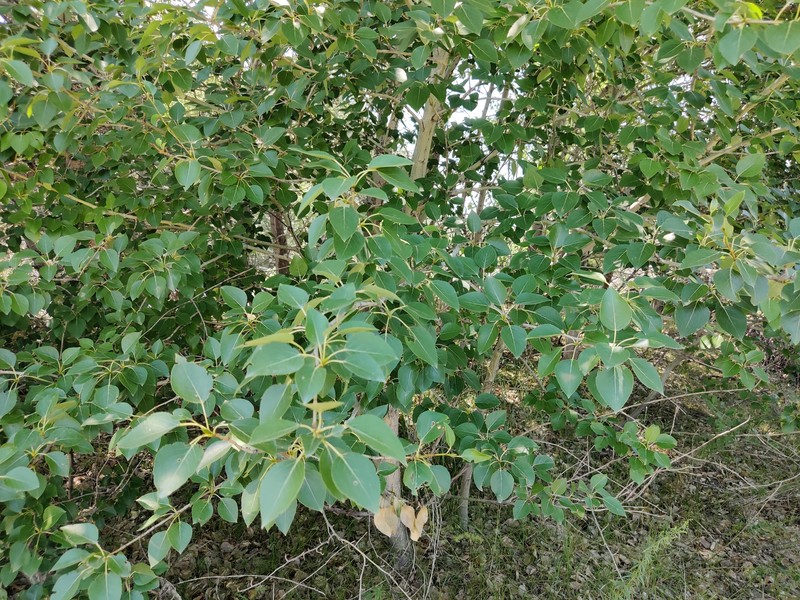 Populus macrocarpa photo 7