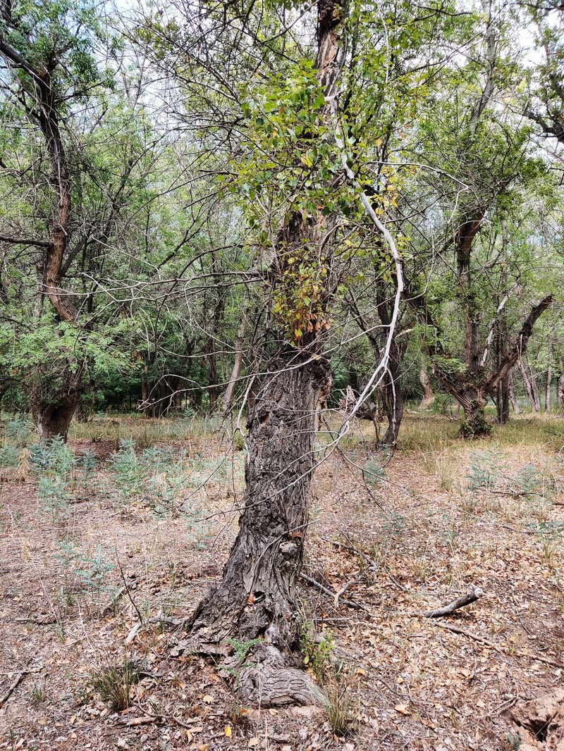 Populus macrocarpa photo 8