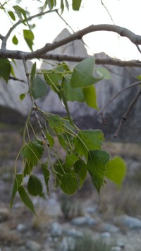 Populus mexicana