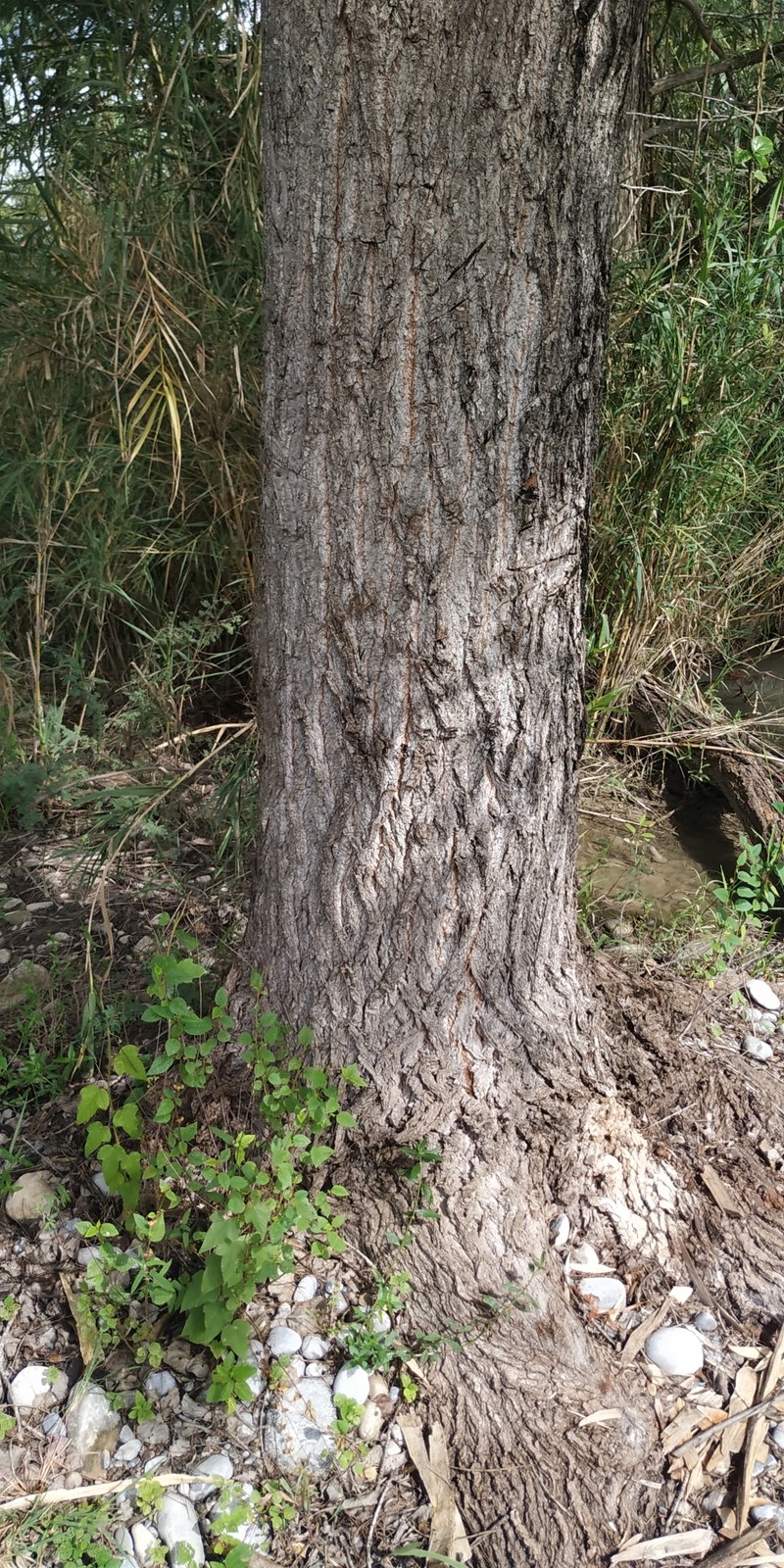 Populus mexicana photo 2