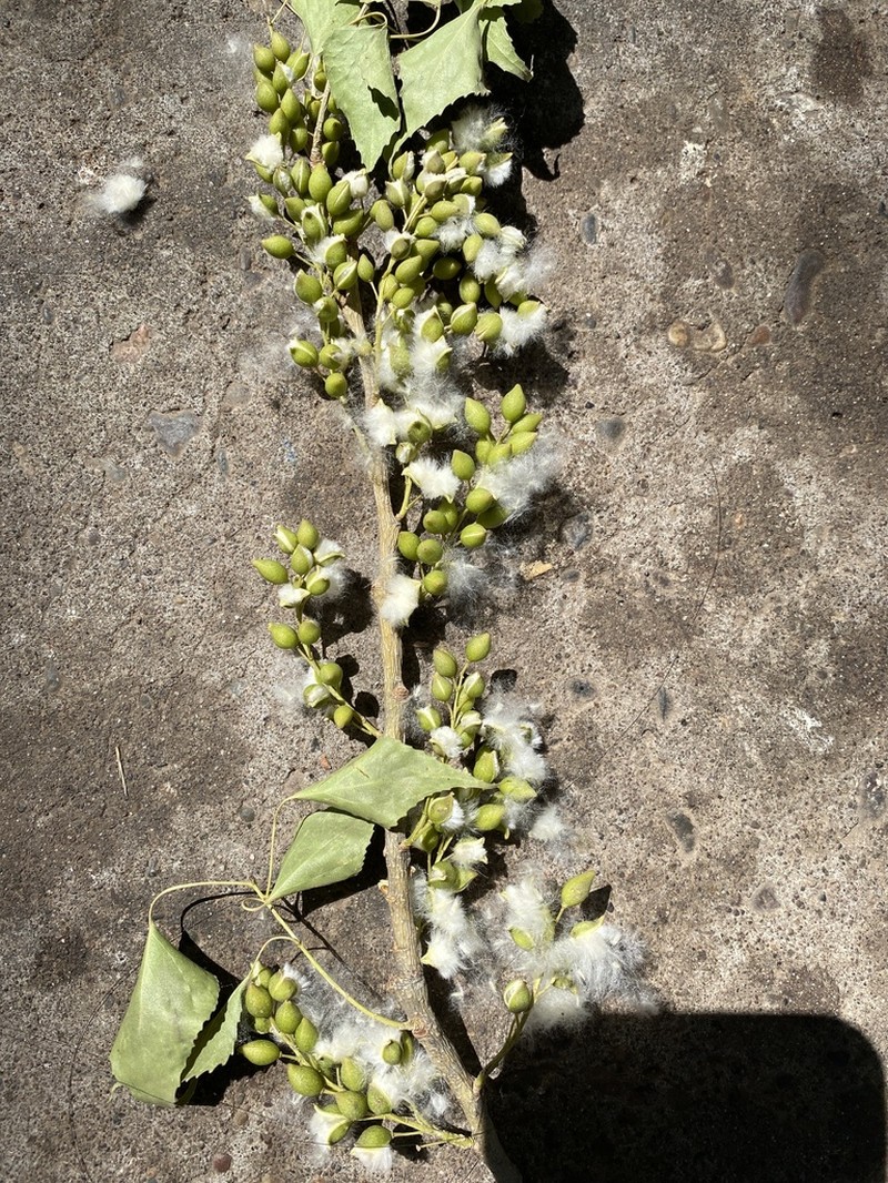 Populus mexicana photo 3