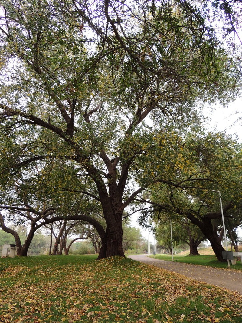 Populus mexicana photo 4