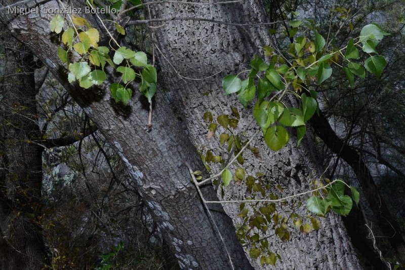 Populus mexicana photo 5