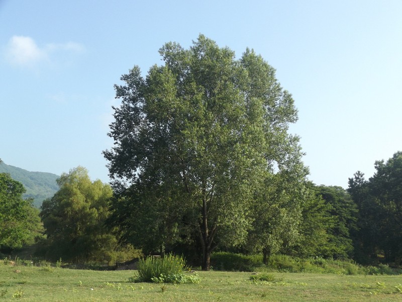 Populus mexicana photo 6
