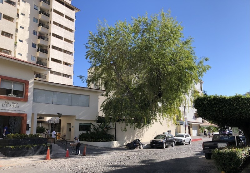 Populus mexicana photo 7
