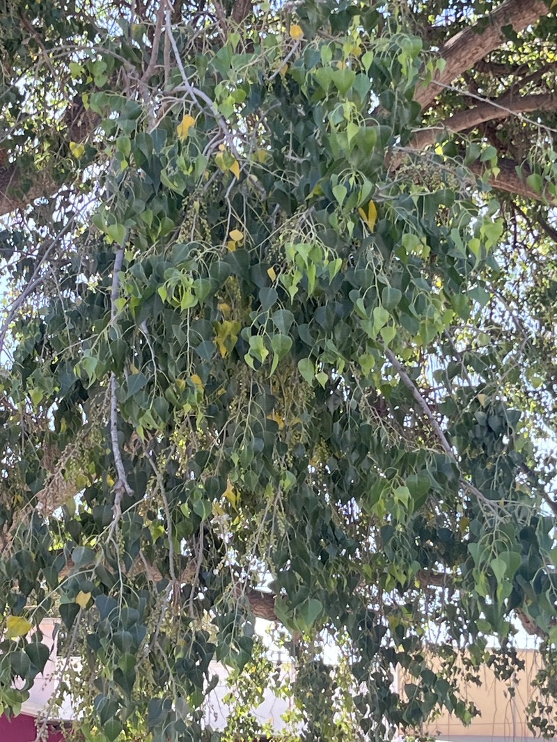 Populus mexicana subsp. dimorpha
