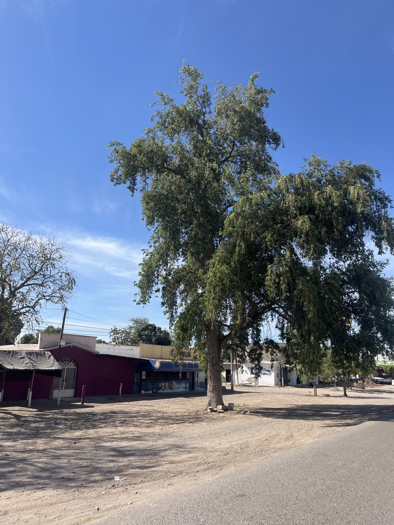 Populus mexicana subsp. dimorpha photo 2