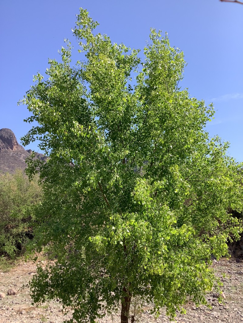 Populus mexicana subsp. dimorpha photo 3