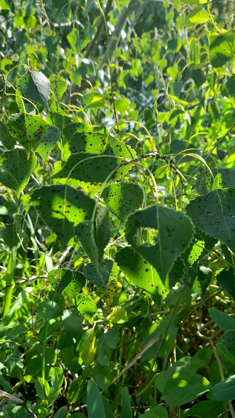Populus mexicana subsp. dimorpha photo 4