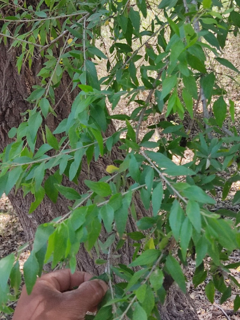 Populus mexicana subsp. dimorpha photo 5