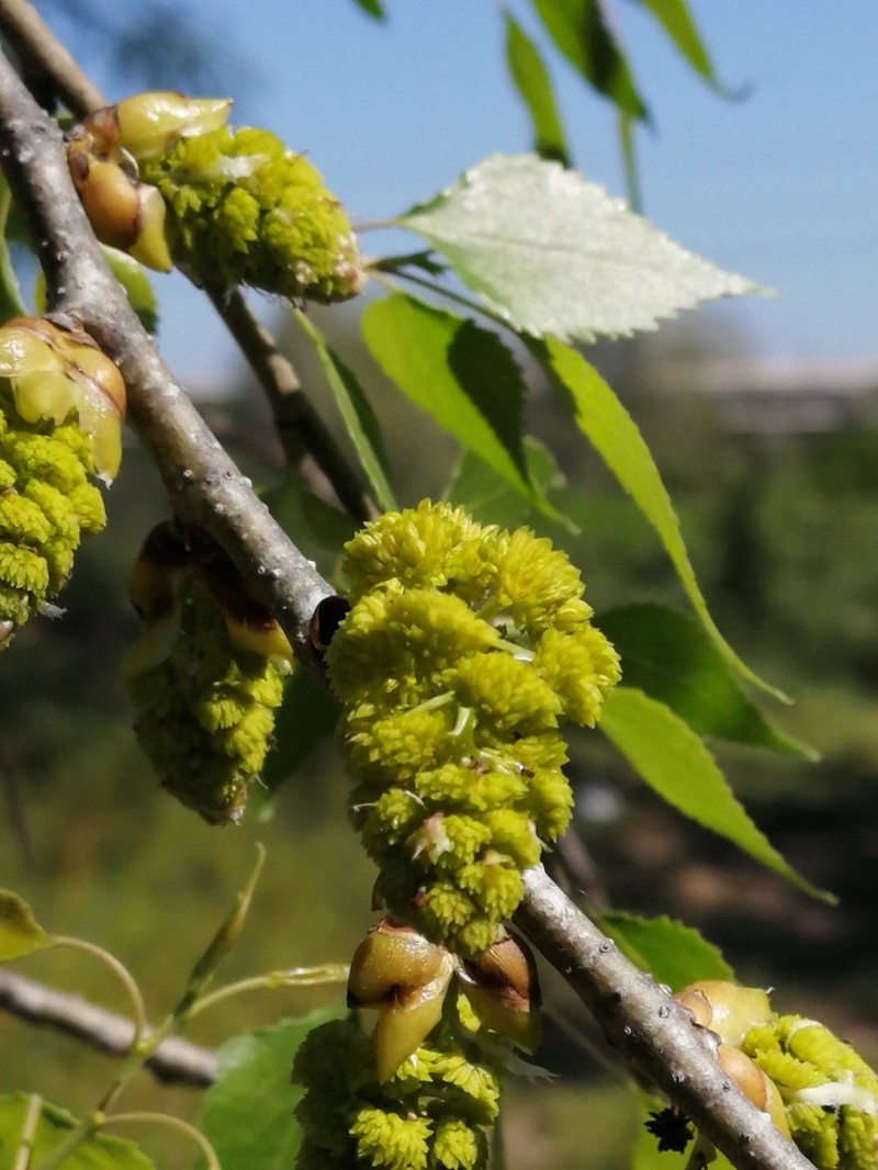 Populus mexicana subsp. dimorpha photo 6