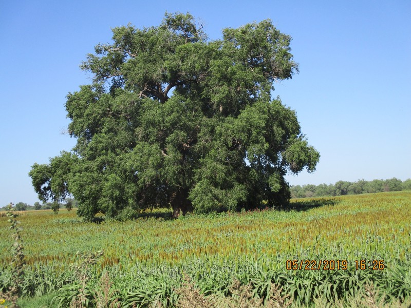 Populus mexicana subsp. dimorpha photo 7