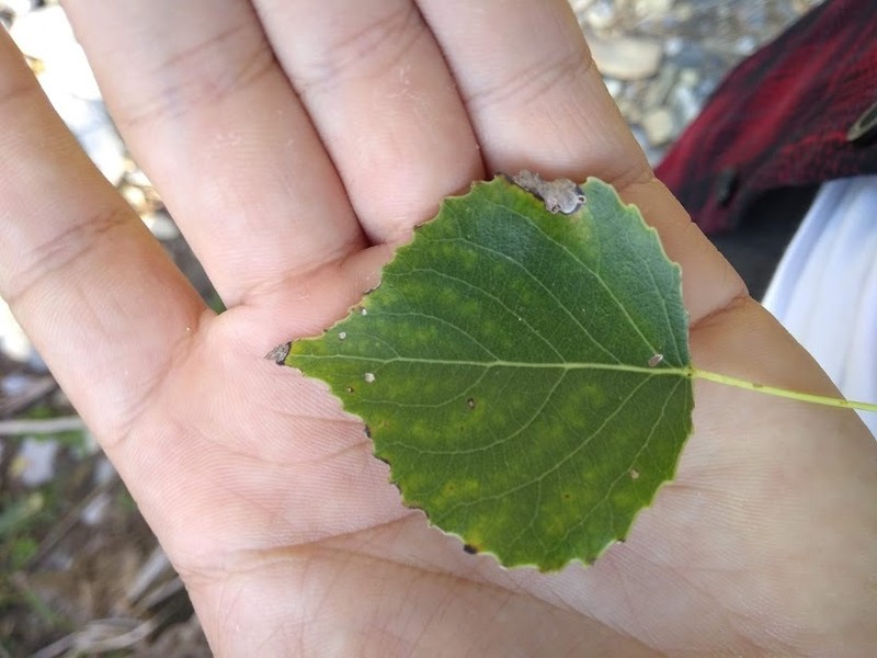 Populus mexicana subsp. mexicana