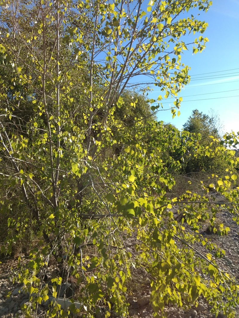 Populus mexicana subsp. mexicana photo 2