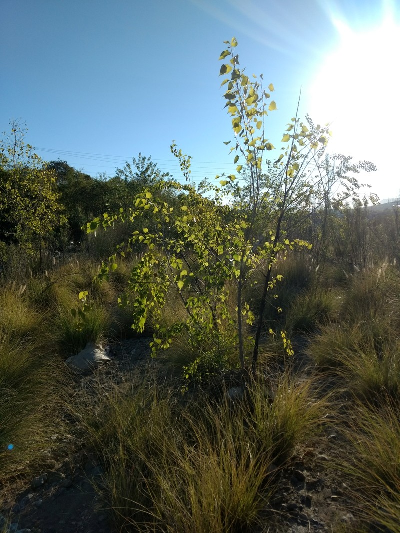 Populus mexicana subsp. mexicana photo 3