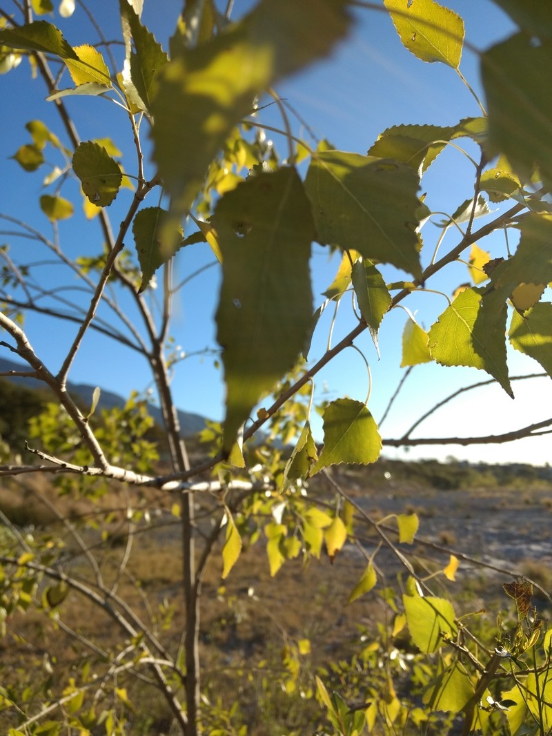 Populus mexicana subsp. mexicana photo 4