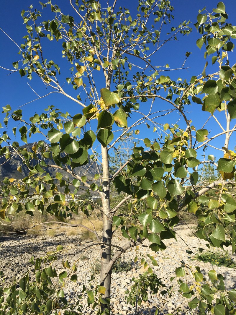 Populus mexicana subsp. mexicana photo 5
