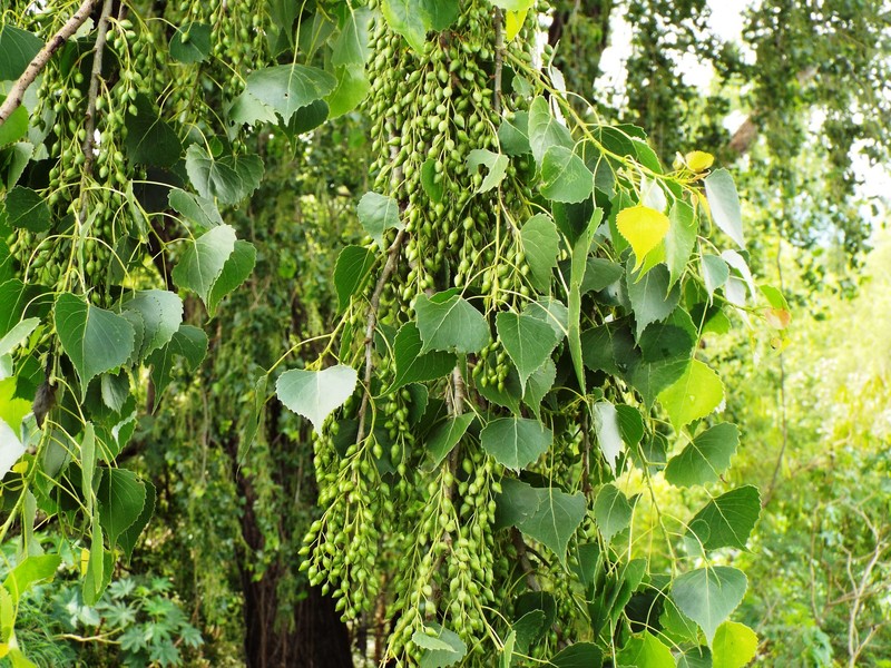 Populus mexicana subsp. mexicana photo 6