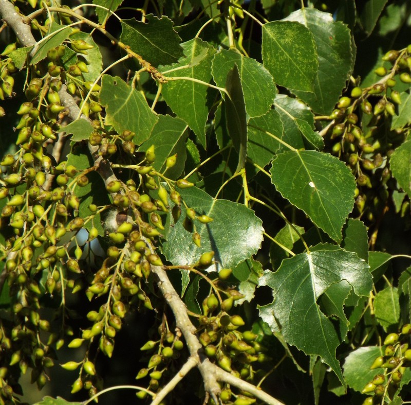 Populus mexicana subsp. mexicana photo 8
