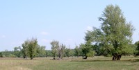 Lombardy Poplar