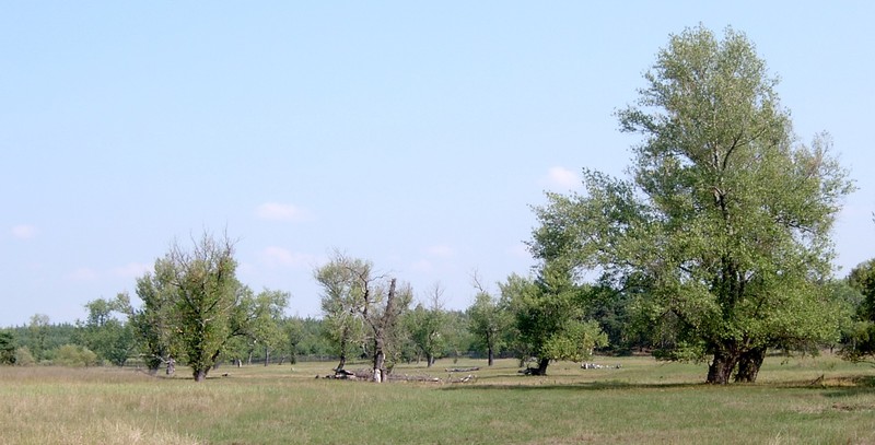 Lombardy Poplar
