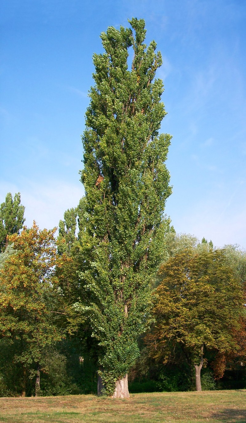 Lombardy Poplar photo 2