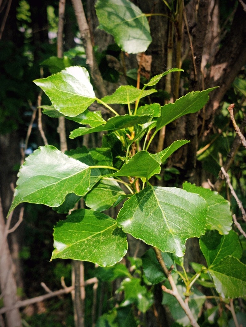 Lombardy Poplar photo 4