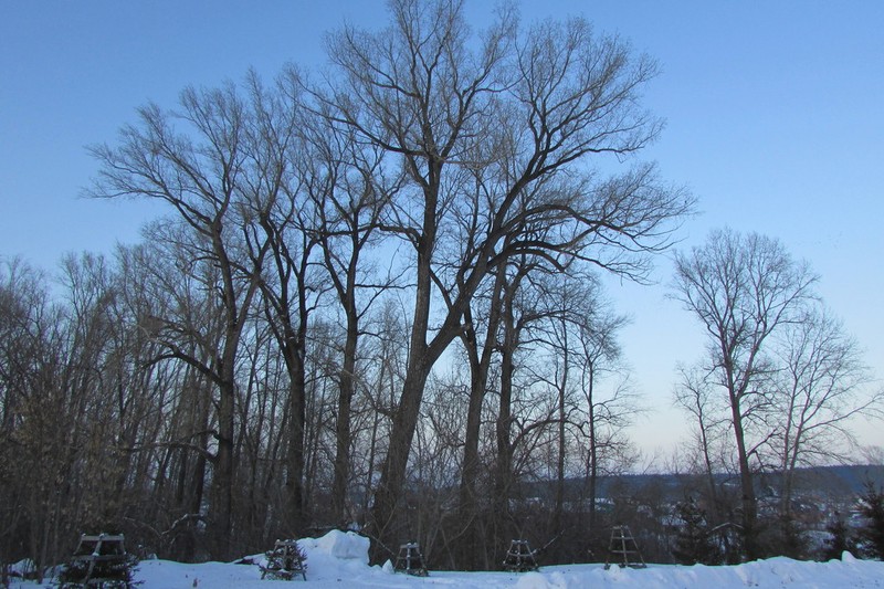 Lombardy Poplar photo 5