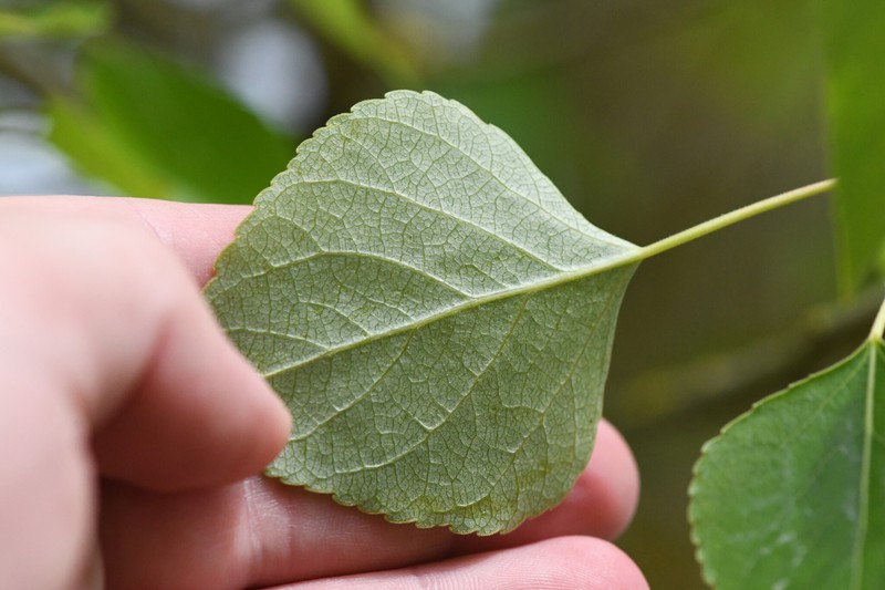 Populus nigra f. betulifolia