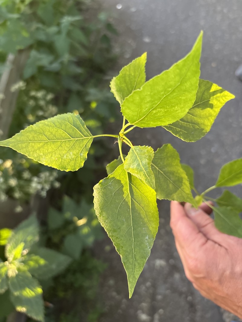 Populus nigra f. betulifolia photo 2