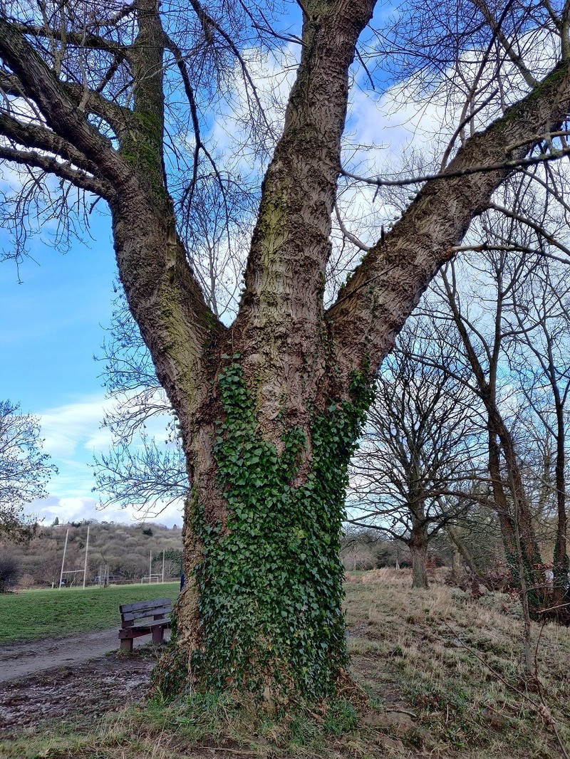 Populus nigra f. betulifolia photo 3