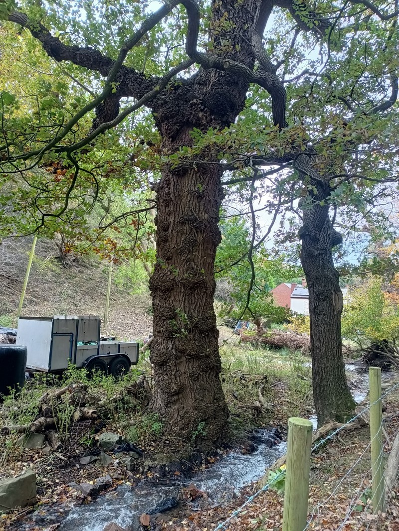 Populus nigra f. betulifolia photo 4