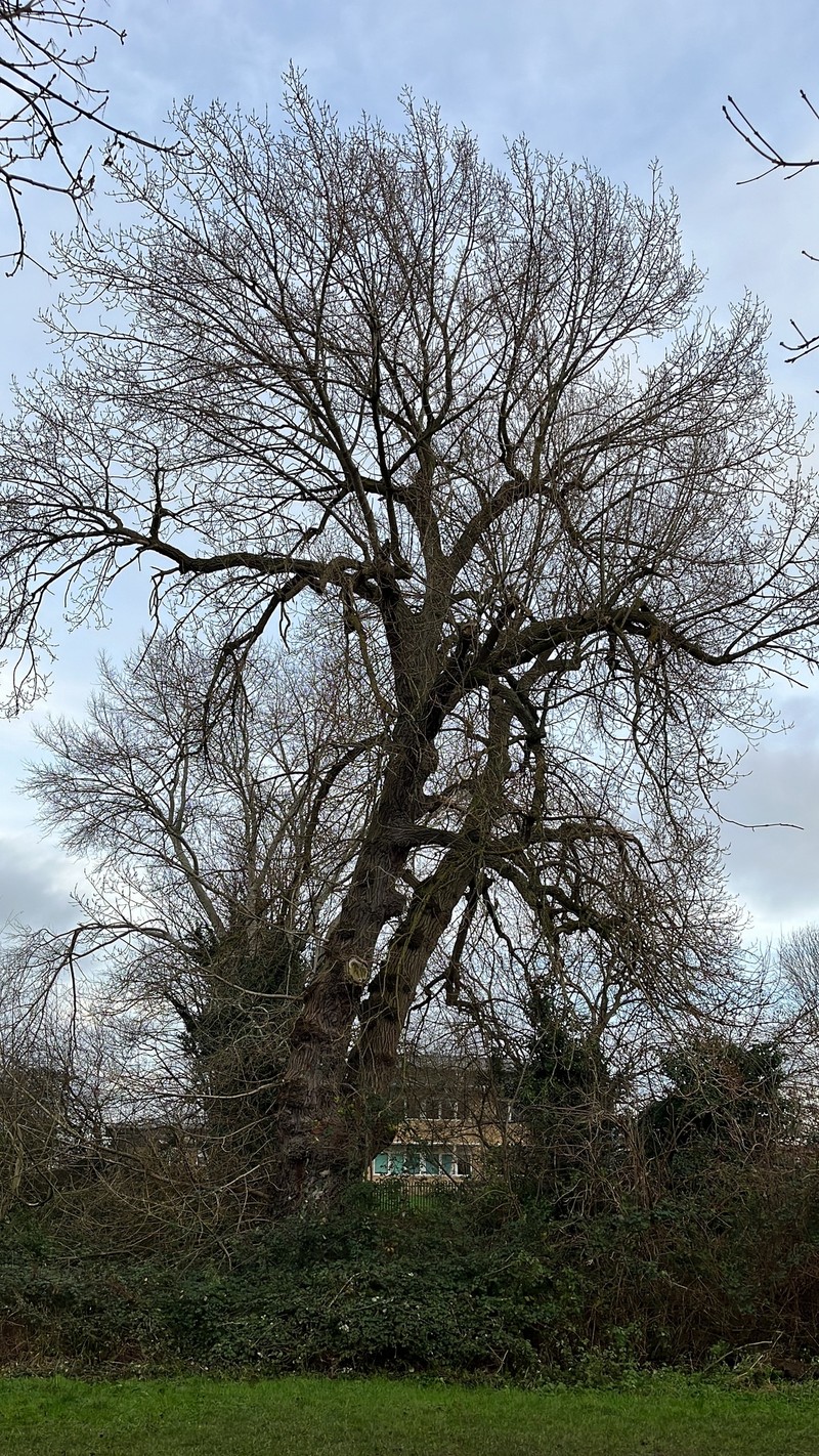 Populus nigra f. betulifolia photo 5