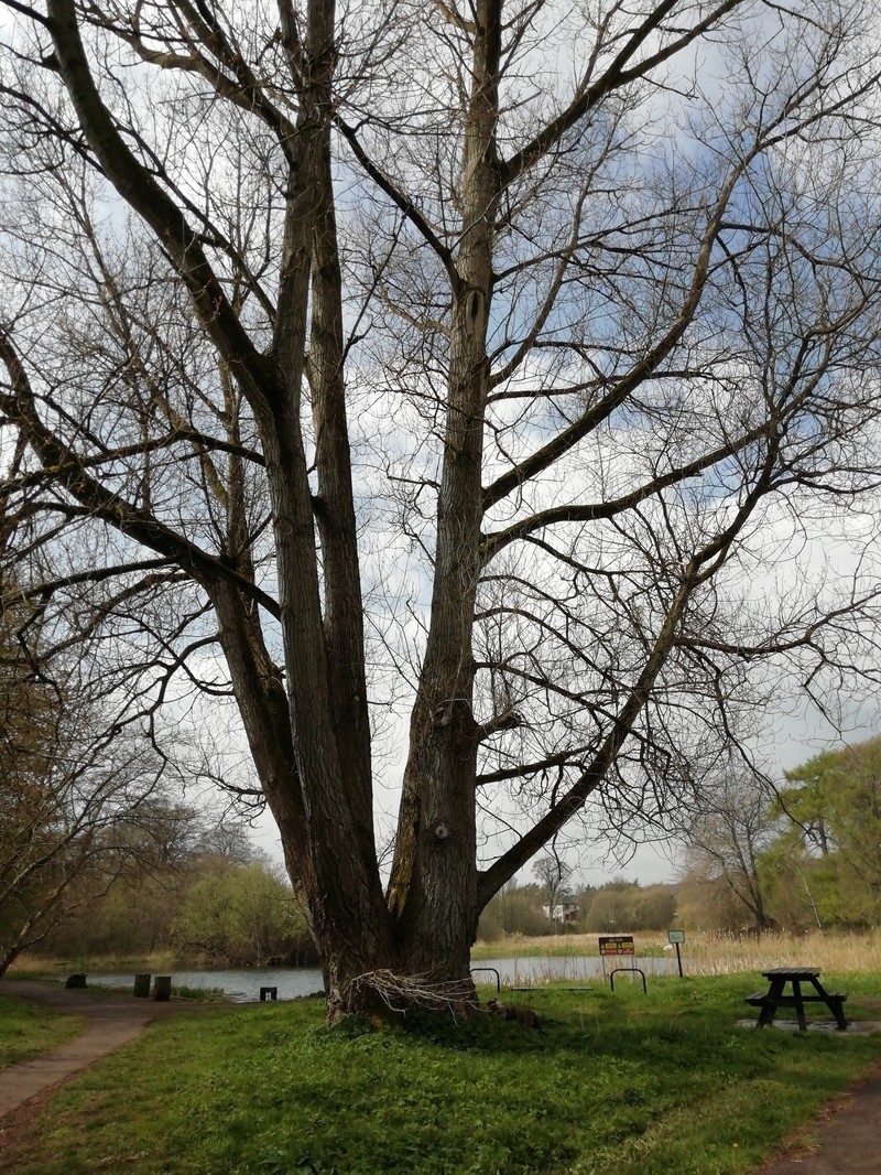 Populus nigra f. betulifolia photo 6