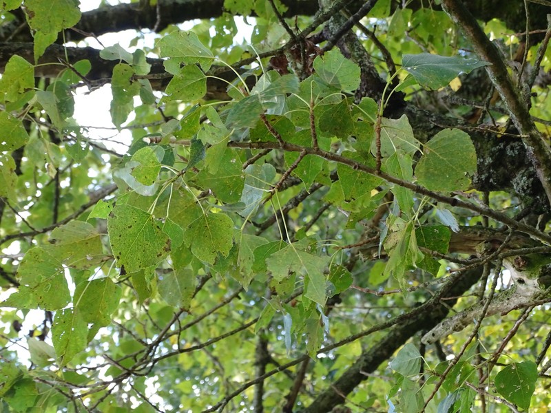 Populus nigra f. betulifolia photo 7