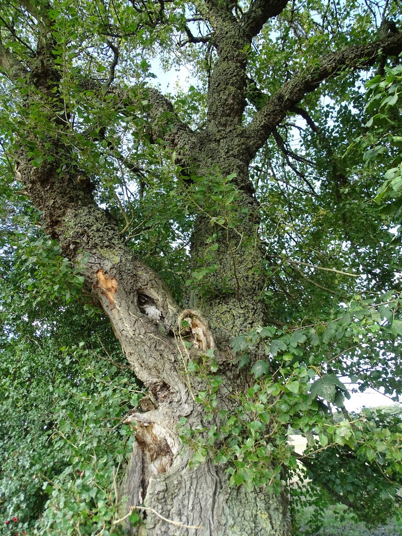 Populus nigra f. betulifolia photo 8