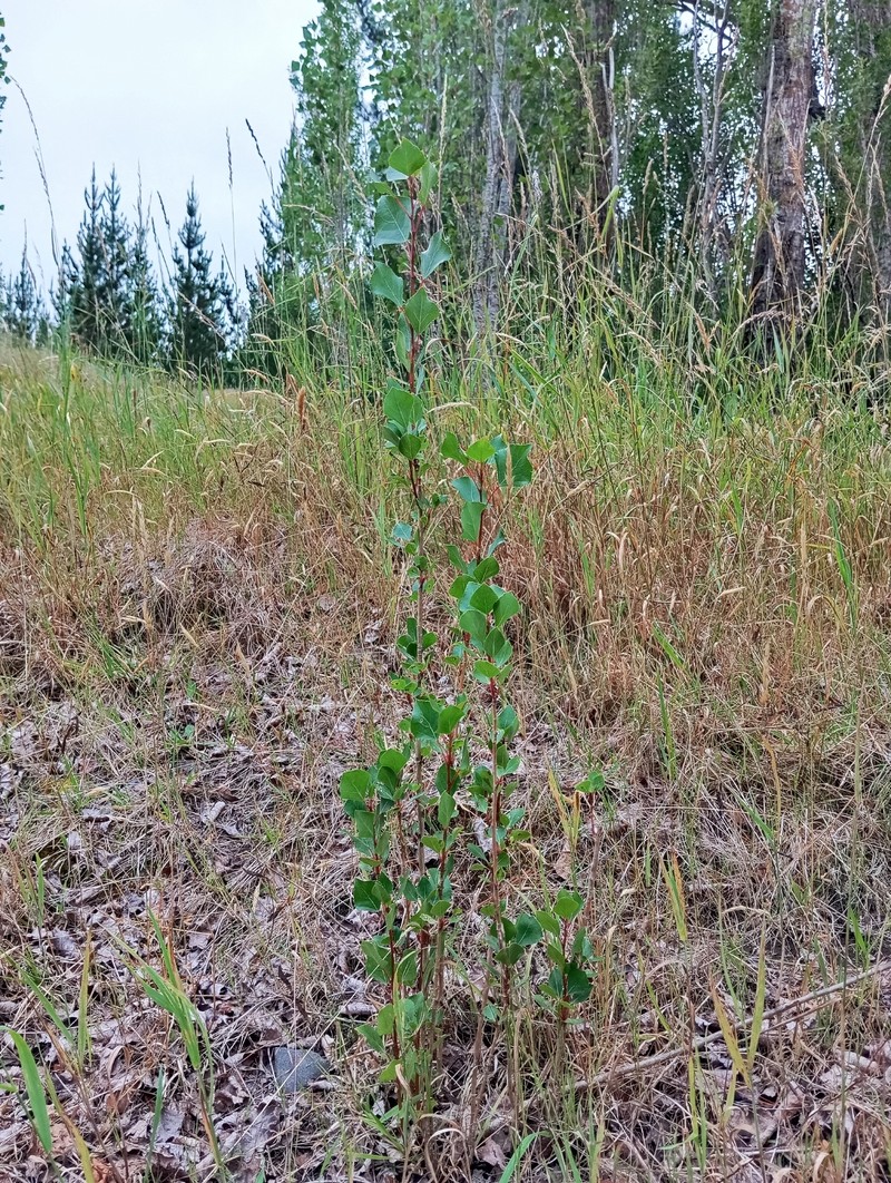 Populus nigra f. italica