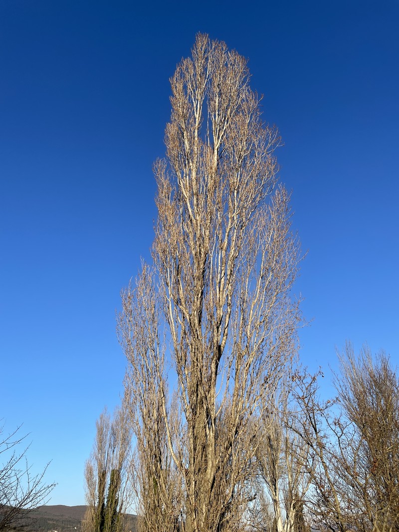 Populus nigra f. italica photo 2
