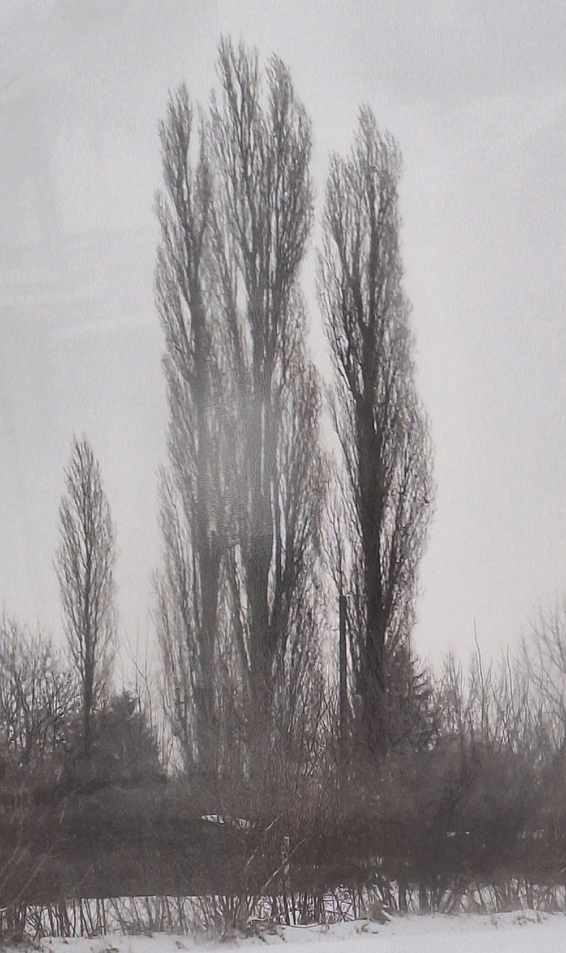 Populus nigra f. italica photo 4