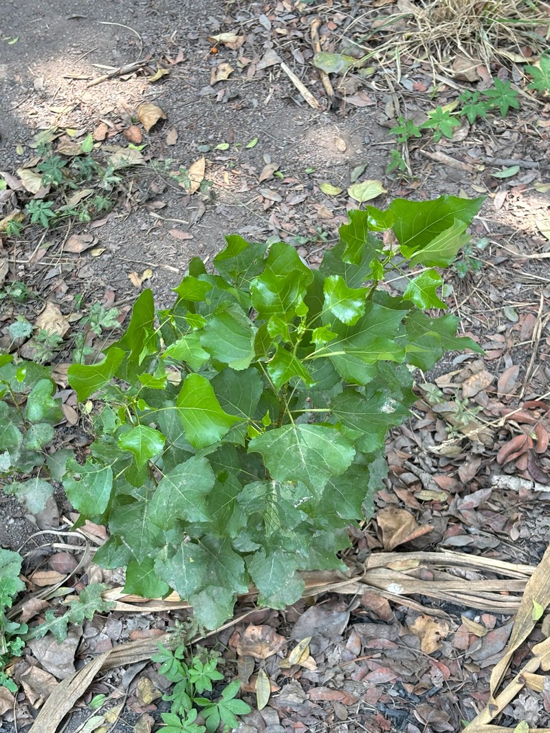 Populus nigra f. italica photo 5