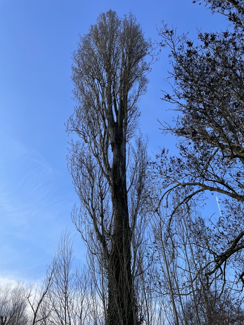 Populus nigra f. italica photo 6