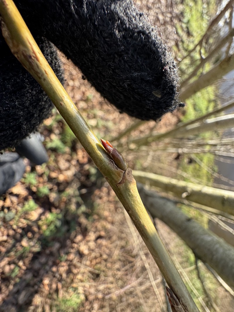 Populus nigra f. italica photo 8