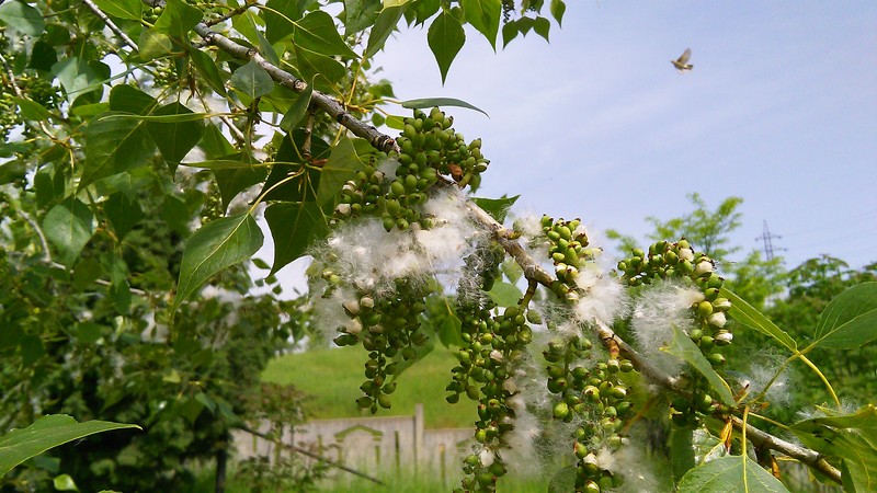 Populus nigra subsp. caudina