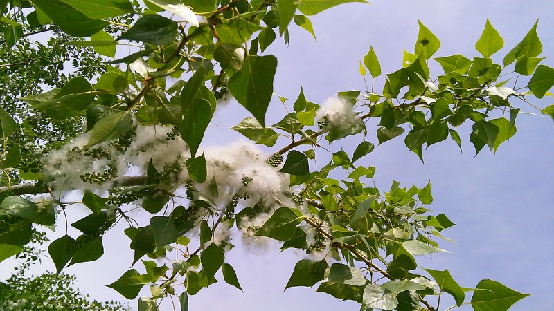Populus nigra subsp. caudina photo 2