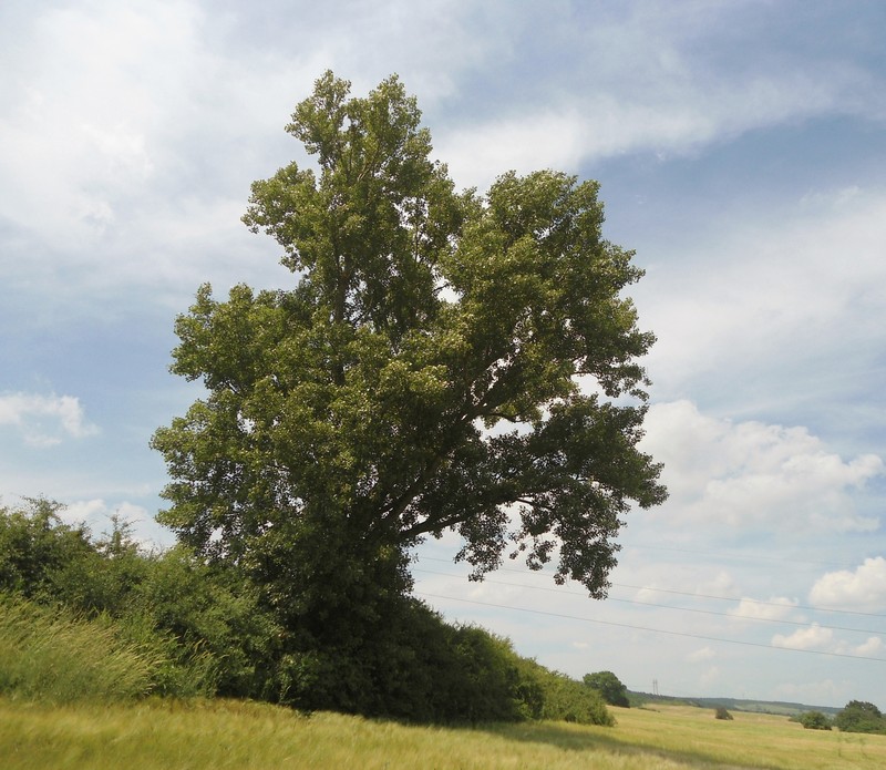 Populus nigra subsp. caudina photo 3