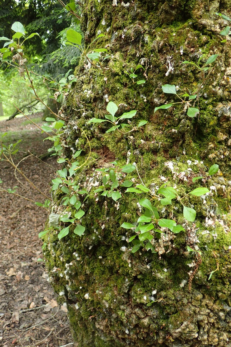 Populus nigra subsp. caudina photo 4
