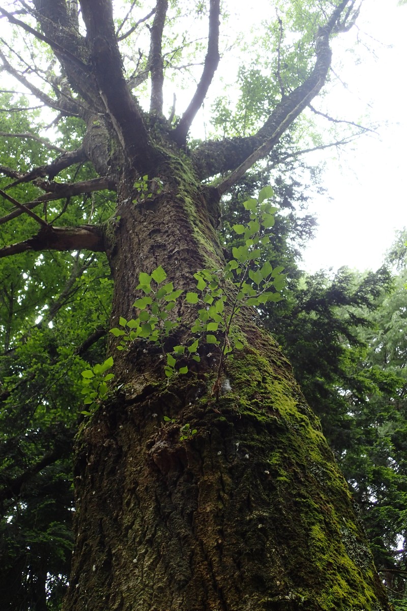 Populus nigra subsp. caudina photo 5